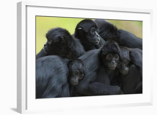 Brown Headed Spider Monkey (Ateles Fusciceps) Group Resting Together-Edwin Giesbers-Framed Photographic Print