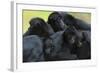 Brown Headed Spider Monkey (Ateles Fusciceps) Group Resting Together-Edwin Giesbers-Framed Photographic Print