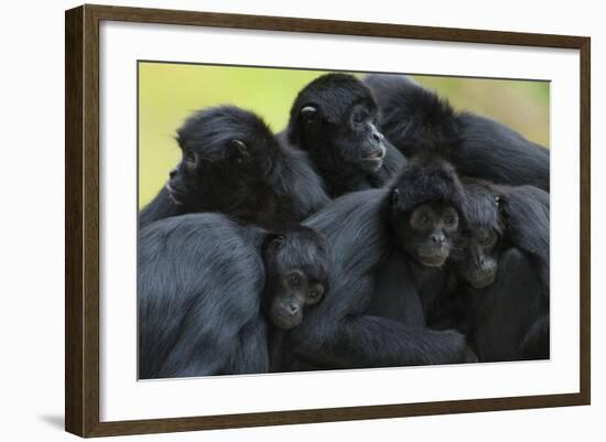 Brown Headed Spider Monkey (Ateles Fusciceps) Group Resting Together-Edwin Giesbers-Framed Photographic Print