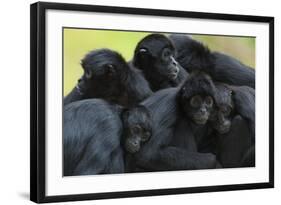 Brown Headed Spider Monkey (Ateles Fusciceps) Group Resting Together-Edwin Giesbers-Framed Photographic Print