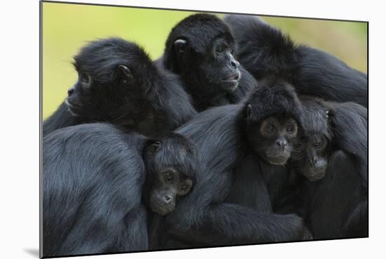 Brown Headed Spider Monkey (Ateles Fusciceps) Group Resting Together-Edwin Giesbers-Mounted Photographic Print