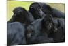 Brown Headed Spider Monkey (Ateles Fusciceps) Group Resting Together-Edwin Giesbers-Mounted Photographic Print