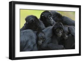 Brown Headed Spider Monkey (Ateles Fusciceps) Group Resting Together-Edwin Giesbers-Framed Photographic Print