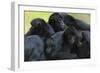 Brown Headed Spider Monkey (Ateles Fusciceps) Group Resting Together-Edwin Giesbers-Framed Photographic Print