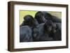 Brown Headed Spider Monkey (Ateles Fusciceps) Group Resting Together-Edwin Giesbers-Framed Photographic Print