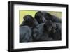 Brown Headed Spider Monkey (Ateles Fusciceps) Group Resting Together-Edwin Giesbers-Framed Photographic Print