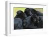 Brown Headed Spider Monkey (Ateles Fusciceps) Group Resting Together-Edwin Giesbers-Framed Photographic Print