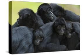 Brown Headed Spider Monkey (Ateles Fusciceps) Group Resting Together-Edwin Giesbers-Stretched Canvas