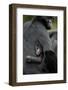 Brown Headed Spider Monkey (Ateles Fusciceps) Mother and Baby-Edwin Giesbers-Framed Photographic Print