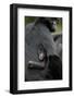 Brown Headed Spider Monkey (Ateles Fusciceps) Mother and Baby-Edwin Giesbers-Framed Photographic Print
