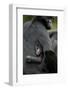 Brown Headed Spider Monkey (Ateles Fusciceps) Mother and Baby-Edwin Giesbers-Framed Photographic Print