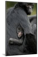 Brown Headed Spider Monkey (Ateles Fusciceps) Mother and Baby-Edwin Giesbers-Mounted Photographic Print