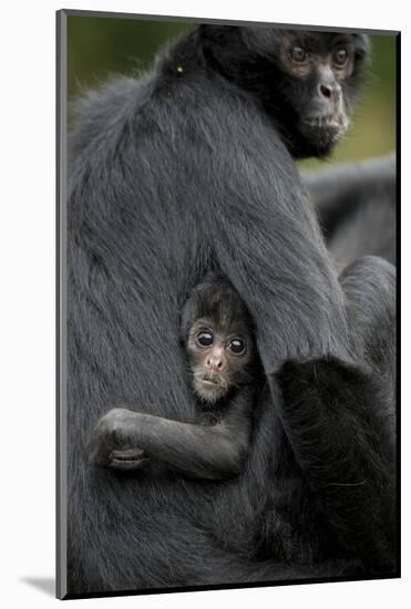 Brown Headed Spider Monkey (Ateles Fusciceps) Mother and Baby-Edwin Giesbers-Mounted Photographic Print