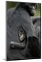 Brown Headed Spider Monkey (Ateles Fusciceps) Mother and Baby-Edwin Giesbers-Mounted Photographic Print