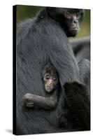 Brown Headed Spider Monkey (Ateles Fusciceps) Mother and Baby-Edwin Giesbers-Stretched Canvas