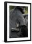 Brown Headed Spider Monkey (Ateles Fusciceps) Mother and Baby-Edwin Giesbers-Framed Photographic Print