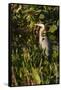 Brown Herron (Botauras Lentiginosus)-Richard T. Nowitz-Framed Stretched Canvas