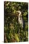 Brown Herron (Botauras Lentiginosus)-Richard T. Nowitz-Stretched Canvas