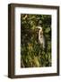 Brown Herron (Botauras Lentiginosus)-Richard T. Nowitz-Framed Photographic Print