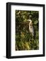 Brown Herron (Botauras Lentiginosus)-Richard T. Nowitz-Framed Photographic Print