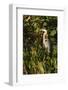 Brown Herron (Botauras Lentiginosus)-Richard T. Nowitz-Framed Photographic Print