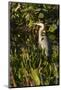 Brown Herron (Botauras Lentiginosus)-Richard T. Nowitz-Mounted Photographic Print