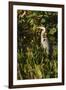 Brown Herron (Botauras Lentiginosus)-Richard T. Nowitz-Framed Photographic Print