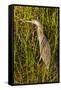 Brown Herron Wakodahatchee Wetlands-Richard T. Nowitz-Framed Stretched Canvas