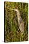 Brown Herron Wakodahatchee Wetlands-Richard T. Nowitz-Stretched Canvas