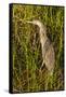 Brown Herron Wakodahatchee Wetlands-Richard T. Nowitz-Framed Stretched Canvas