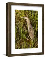 Brown Herron Wakodahatchee Wetlands-Richard T. Nowitz-Framed Photographic Print