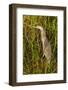 Brown Herron Wakodahatchee Wetlands-Richard T. Nowitz-Framed Photographic Print