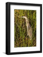 Brown Herron Wakodahatchee Wetlands-Richard T. Nowitz-Framed Photographic Print