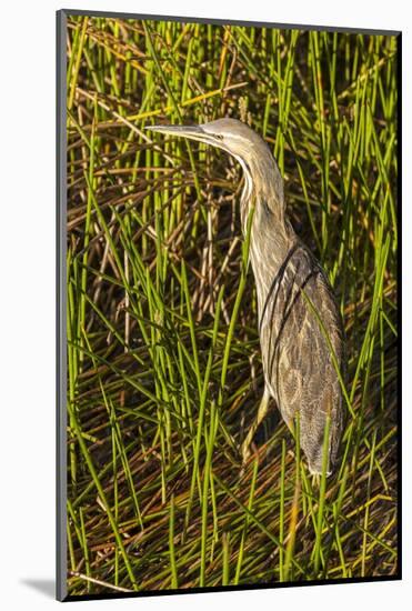 Brown Herron Wakodahatchee Wetlands-Richard T. Nowitz-Mounted Photographic Print