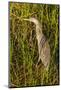 Brown Herron Wakodahatchee Wetlands-Richard T. Nowitz-Mounted Photographic Print