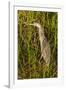 Brown Herron Wakodahatchee Wetlands-Richard T. Nowitz-Framed Photographic Print