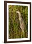 Brown Herron Wakodahatchee Wetlands-Richard T. Nowitz-Framed Photographic Print