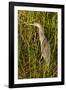 Brown Herron Wakodahatchee Wetlands-Richard T. Nowitz-Framed Photographic Print