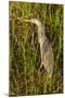 Brown Herron Wakodahatchee Wetlands-Richard T. Nowitz-Mounted Photographic Print