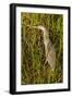 Brown Herron Wakodahatchee Wetlands-Richard T. Nowitz-Framed Photographic Print