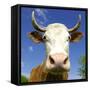 Brown Holstein Cow In The Field Looking At You-Volokhatiuk-Framed Stretched Canvas