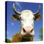 Brown Holstein Cow In The Field Looking At You-Volokhatiuk-Stretched Canvas