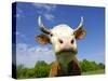 Brown Holstein Cow In The Field Looking At You-Volokhatiuk-Stretched Canvas