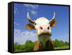Brown Holstein Cow In The Field Looking At You-Volokhatiuk-Framed Stretched Canvas