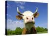 Brown Holstein Cow In The Field Looking At You-Volokhatiuk-Stretched Canvas