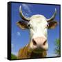 Brown Holstein Cow In The Field Looking At You-Volokhatiuk-Framed Stretched Canvas
