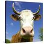 Brown Holstein Cow In The Field Looking At You-Volokhatiuk-Stretched Canvas