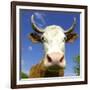 Brown Holstein Cow In The Field Looking At You-Volokhatiuk-Framed Photographic Print