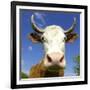 Brown Holstein Cow In The Field Looking At You-Volokhatiuk-Framed Photographic Print