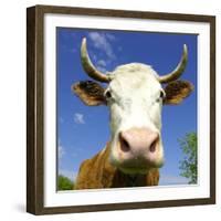 Brown Holstein Cow In The Field Looking At You-Volokhatiuk-Framed Photographic Print